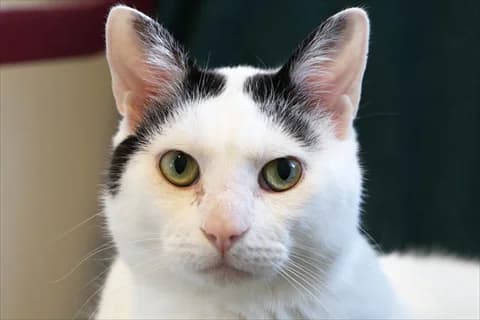 Luay, svart male young Mixed Breed for adoption at Stockholms Katthem, Stockholms Katthem