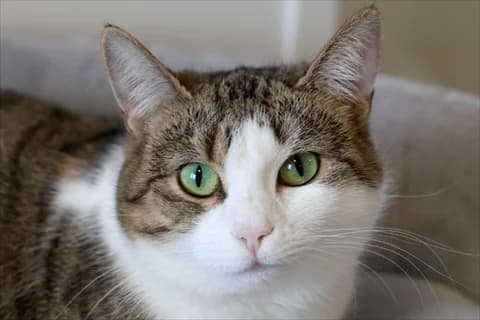 Lueta, female mixed breed for adoption at Stockholms Katthem