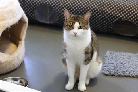 Lueta, female mixed breed for adoption at Stockholms Katthem, Stockholms Katthem photo 2