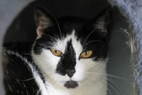 Lycka 2, svart  Mixed Breed for adoption at Stockholms Katthem, Stockholms Katthem
