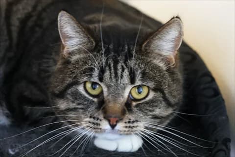 Mufasa, male mixed breed for adoption at Stockholms Katthem