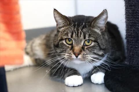 Mufasa, male mixed breed for adoption at Stockholms Katthem, Stockholms Katthem photo 2