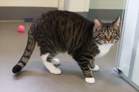 Mufasa, male mixed breed for adoption at Stockholms Katthem, Stockholms Katthem photo 3