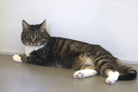 Mufasa, male mixed breed for adoption at Stockholms Katthem, Stockholms Katthem photo 4