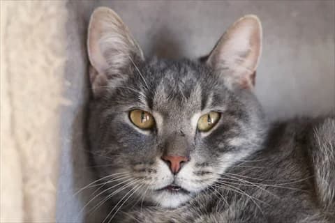 Muffe, male mixed breed for adoption at Stockholms Katthem, Stockholms Katthem