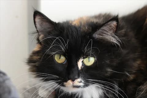 Mylta, female mixed breed for adoption at Stockholms Katthem