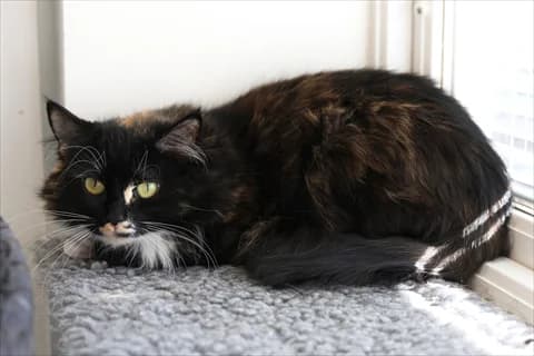 Mylta, female mixed breed for adoption at Stockholms Katthem, Stockholms Katthem photo 2