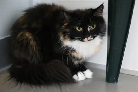 Mylta, female mixed breed for adoption at Stockholms Katthem, Stockholms Katthem photo 3