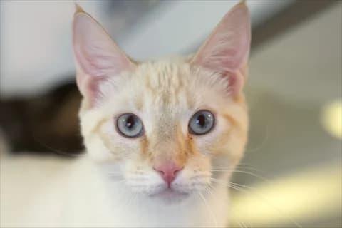Oreon, male young Mixed Breed for adoption at Stockholms Katthem, Stockholms Katthem