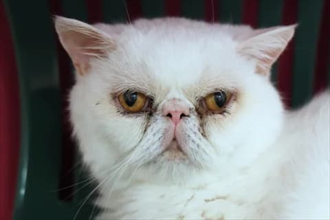 Oscar 4, vit male Mixed Breed for adoption at Stockholms Katthem, Stockholms Katthem