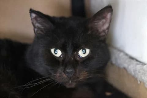 Osric, svart male 4yo mixed breed for adoption at Stockholms Katthem, Stockholms Katthem