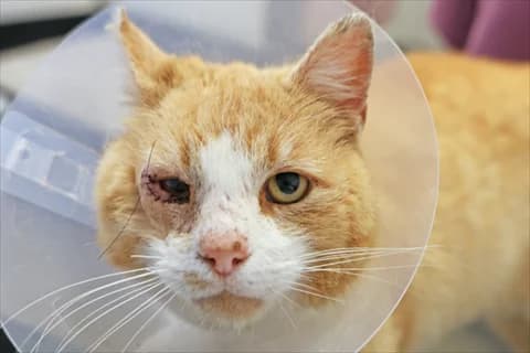 Pavle, vit male 7yo Mixed Breed for adoption at Stockholms Katthem, Stockholms Katthem