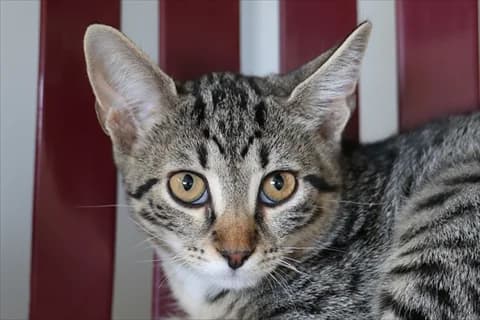 Paxon, vit  5yo Mixed Breed for adoption at Stockholms Katthem, Stockholms Katthem