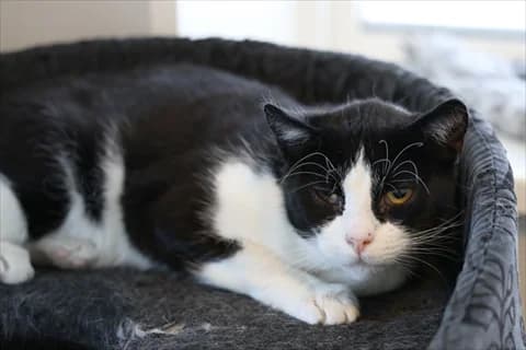 Pelé, male mixed breed for adoption at Stockholms Katthem, Stockholms Katthem photo 2