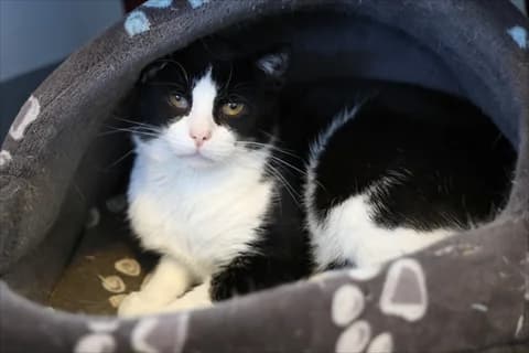 Pelé, male mixed breed for adoption at Stockholms Katthem, Stockholms Katthem photo 3