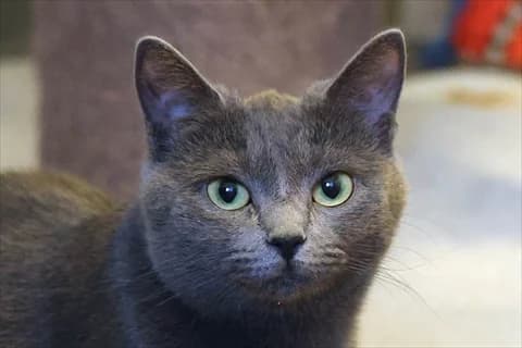 Piombo, female mixed breed for adoption at Stockholms Katthem