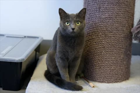 Piombo, female mixed breed for adoption at Stockholms Katthem, Stockholms Katthem photo 2