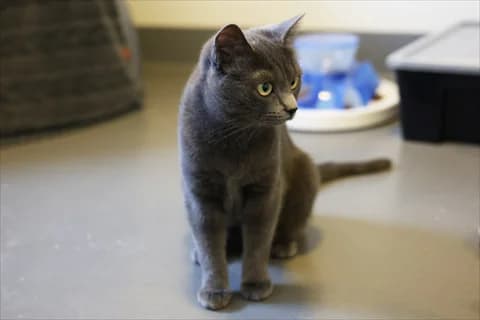 Piombo, female mixed breed for adoption at Stockholms Katthem, Stockholms Katthem photo 3