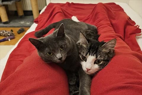 Piombo, female mixed breed for adoption at Stockholms Katthem, Stockholms Katthem photo 4