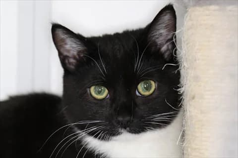 Poa, female mixed breed for adoption at Stockholms Katthem