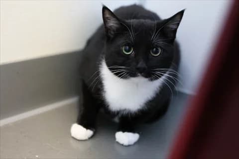 Poa, female mixed breed for adoption at Stockholms Katthem, Stockholms Katthem photo 2