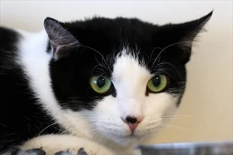 Pooja, svart male young Mixed Breed for adoption at Stockholms Katthem, Stockholms Katthem