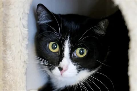 Punit, svart female young Mixed Breed for adoption at Stockholms Katthem, Stockholms Katthem