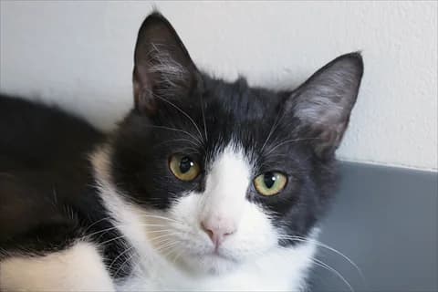 Pyrus, male mixed breed for adoption at Stockholms Katthem