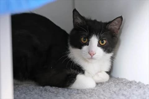 Pyrus, male mixed breed for adoption at Stockholms Katthem, Stockholms Katthem photo 2