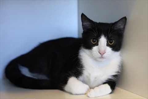 Pyrus, male mixed breed for adoption at Stockholms Katthem, Stockholms Katthem photo 3