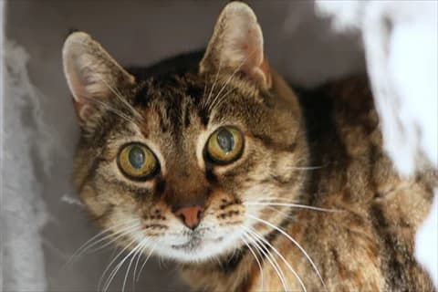 Rasina, female senior Mixed Breed for adoption at Stockholms Katthem, Stockholms Katthem