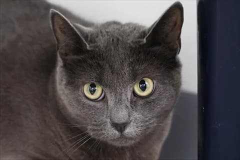 Regn,  Mixed Breed for adoption at Stockholms Katthem, Stockholms Katthem