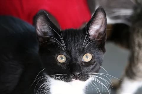 Runo, svart  puppy Mixed Breed for adoption at Stockholms Katthem, Stockholms Katthem