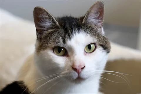 Rustem, vit male 3yo Mixed Breed for adoption at Stockholms Katthem, Stockholms Katthem