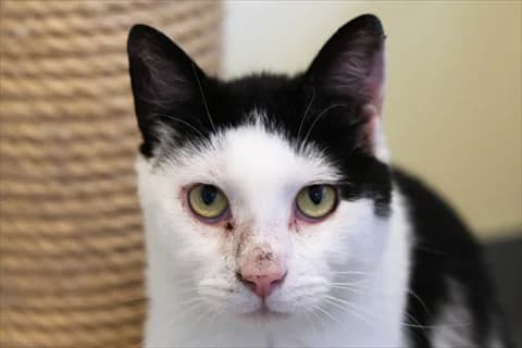 Sett, svart male 3yo Mixed Breed for adoption at Stockholms Katthem, Stockholms Katthem