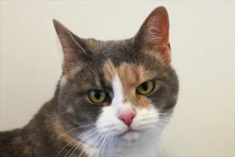 Siv, grå female 7yo Mixed Breed for adoption at Stockholms Katthem, Stockholms Katthem