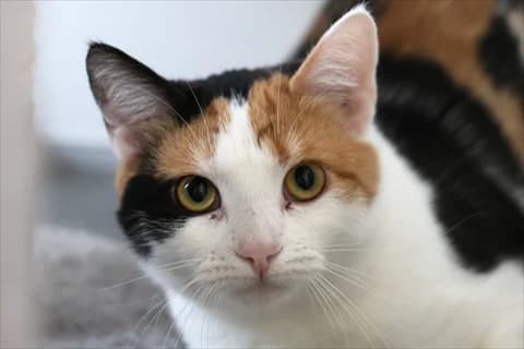 Stipa, female mixed breed for adoption at Stockholms Katthem