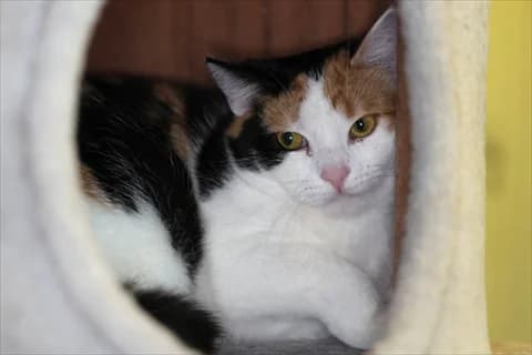 Stipa, female mixed breed for adoption at Stockholms Katthem, Stockholms Katthem photo 2