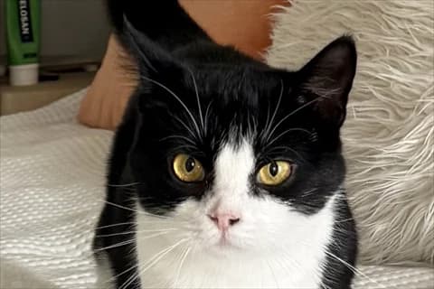 Tavia, svart female Mixed Breed for adoption at Stockholms Katthem, Stockholms Katthem