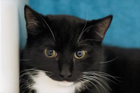 Tori, male mixed breed for adoption at Stockholms Katthem