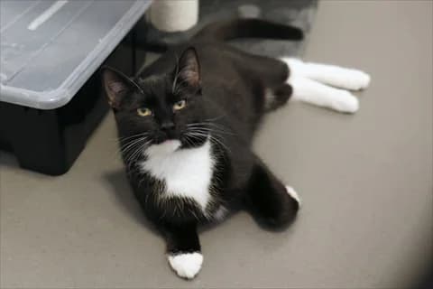 Tori, male mixed breed for adoption at Stockholms Katthem, Stockholms Katthem photo 2