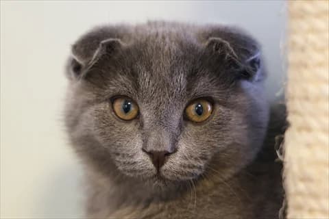 Ulrich,  Mixed Breed for adoption at Stockholms Katthem, Stockholms Katthem