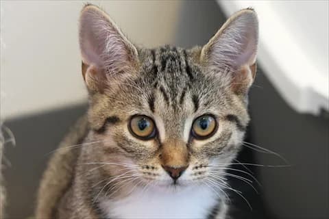 Vendy, Mixed Breed (Stockholms Katthem)