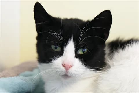 Viatrix, svart  Mixed Breed for adoption at Stockholms Katthem, Stockholms Katthem