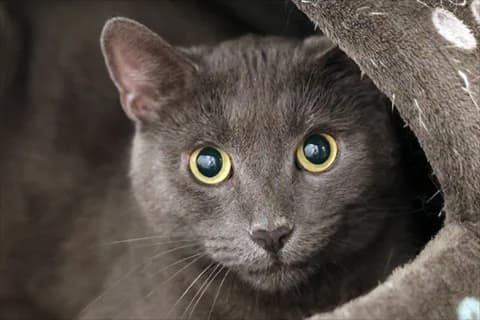 Zakke,  Mixed Breed for adoption at Stockholms Katthem, Stockholms Katthem