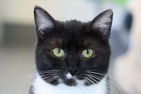 Zea, female mixed breed for adoption at Stockholms Katthem, Stockholms Katthem