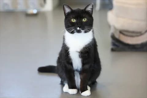 Zea, female mixed breed for adoption at Stockholms Katthem, Stockholms Katthem — photo 2 of 9