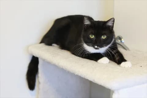 Zea, female mixed breed for adoption at Stockholms Katthem, Stockholms Katthem — photo 3 of 9