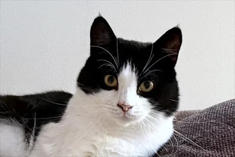 Zlatko, svart male Mixed Breed for adoption at Stockholms Katthem, Stockholms Katthem
