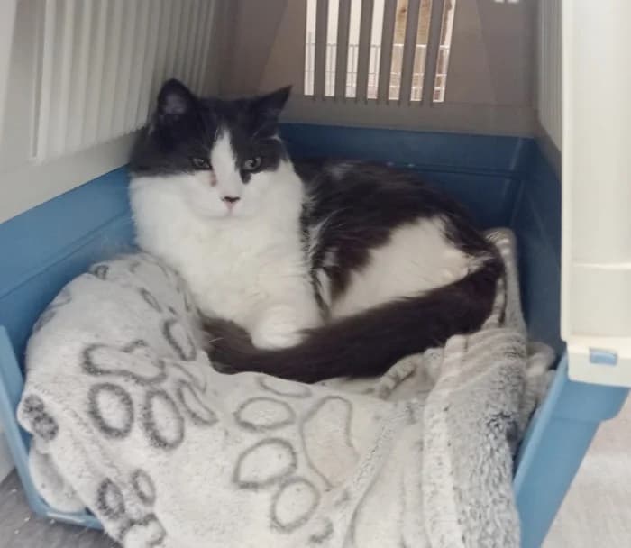Moody, male 4yo Mixed Breed for adoption at Uppsala Katthem, Uppsala